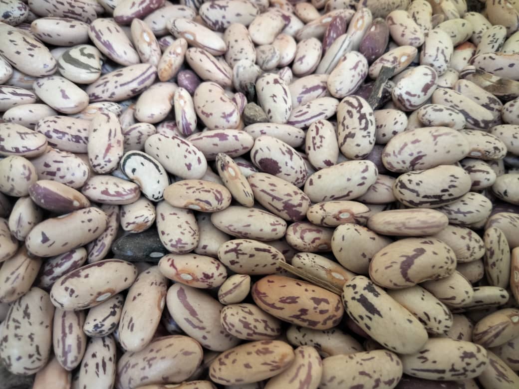 Close-up of speckled sugar beans